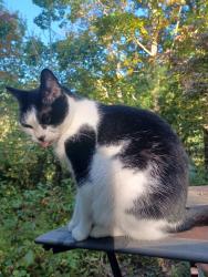 Lost Female Cat last seen Bassett, Asheville, NC 28804
