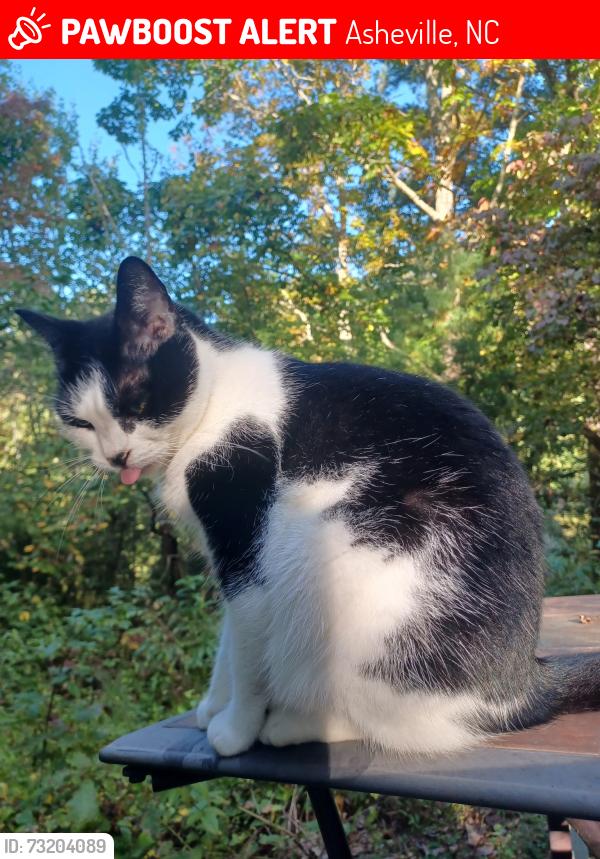 Lost Female Cat last seen Bassett, Asheville, NC 28804