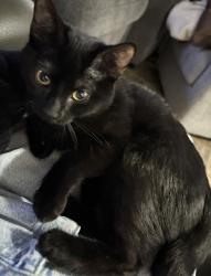 Lost Female Cat last seen By the apmts in address above., Auburn, WA 98002