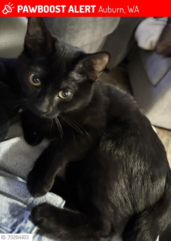 Lost Female Cat last seen By the apmts in address above., Auburn, WA 98002