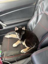 Lost Male Dog last seen Rogers drive, Columbus, GA 31909