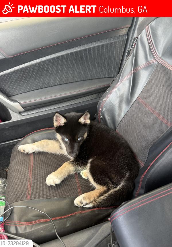 Lost Male Dog last seen Rogers drive, Columbus, GA 31909