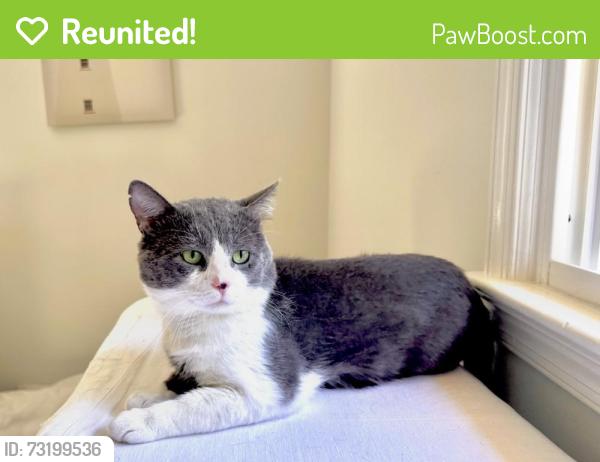 Reunited Male Cat last seen From Home, Oakton, VA 22124