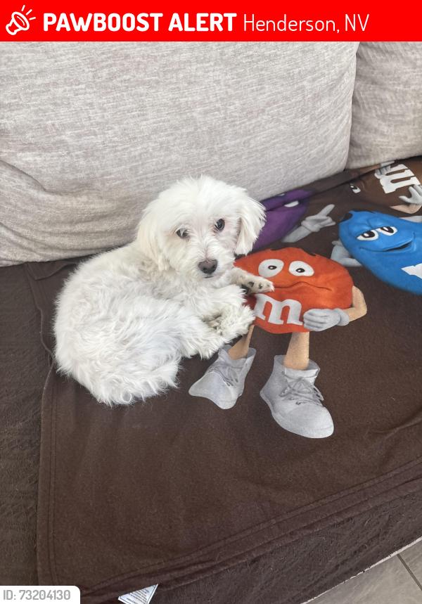 Lost Male Dog last seen Inspirada community, Henderson, NV 89044