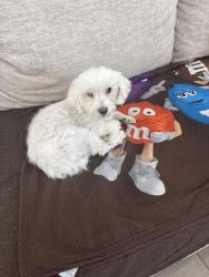 Lost Male Dog last seen Inspirada community, Henderson, NV 89044