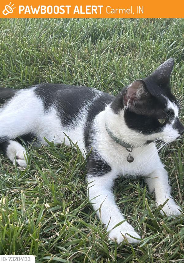 Found/Stray Unknown Cat last seen Shelter 4 in the parking lot, Carmel, IN 46032