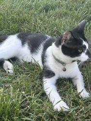 Found/Stray Unknown Cat last seen Shelter 4 in the parking lot, Carmel, IN 46032