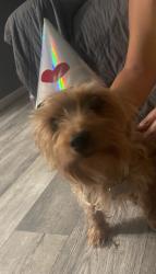 Lost Male Dog last seen Liberty Park, Victorville, CA 92392