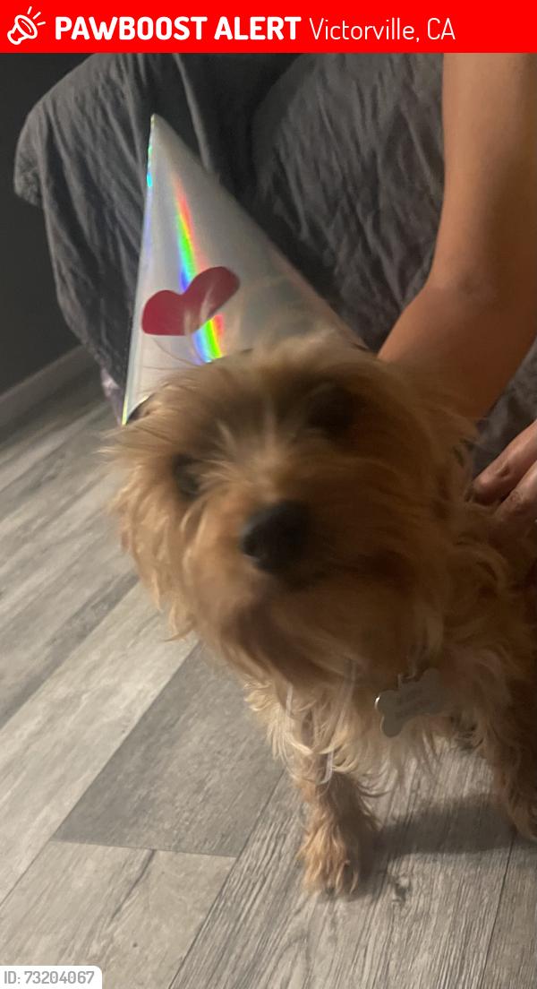 Lost Male Dog last seen Liberty Park, Victorville, CA 92392