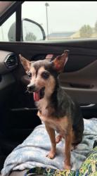 Reunited Male Dog last seen Pinehurst & Cranbrook Ct, Spring Hill, FL 34606