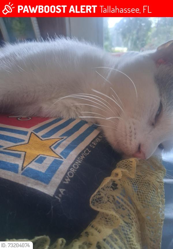 Lost Female Cat last seen Sealy elementary school, Tallahassee, FL 32312