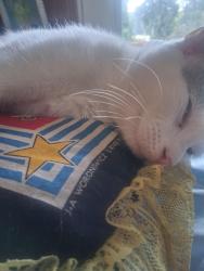 Lost Female Cat last seen Sealy elementary school, Tallahassee, FL 32312