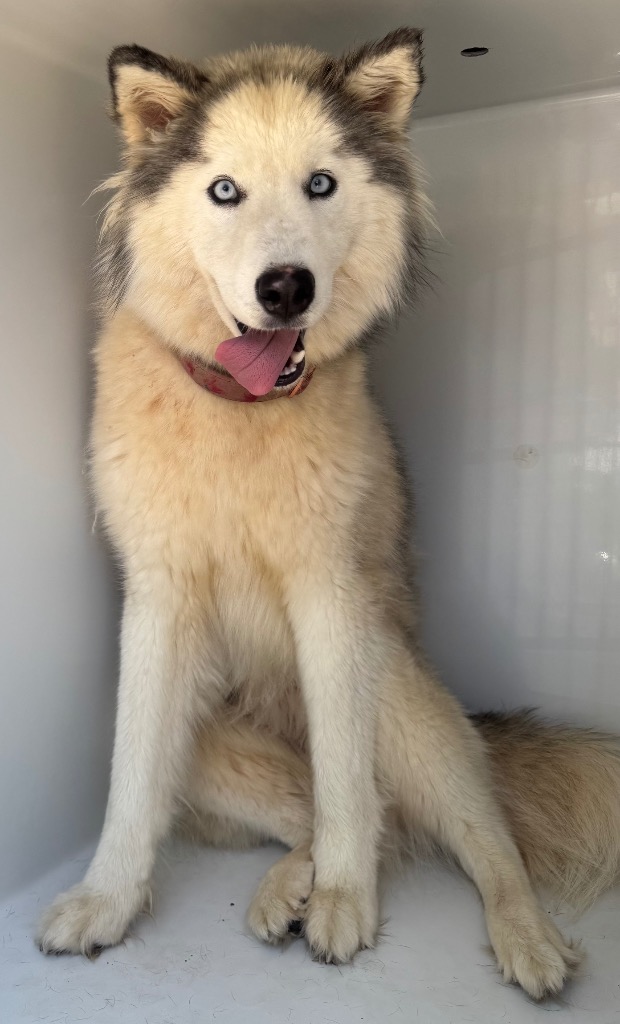 Shelter Stray Female Dog last seen Midwest City, 8485 E Reno Ave, Midwest City, OK 73110, USA