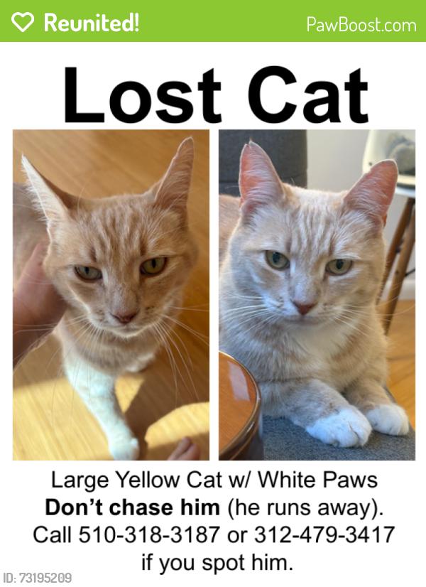 Reunited Male Cat last seen Near Francis Street and Curtis Street, Albany, CA 94706