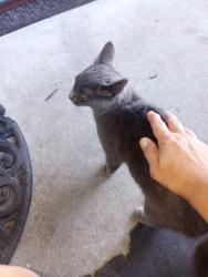 Lost Female Cat last seen Near Hampton Dr BB, McDonough, GA 30253