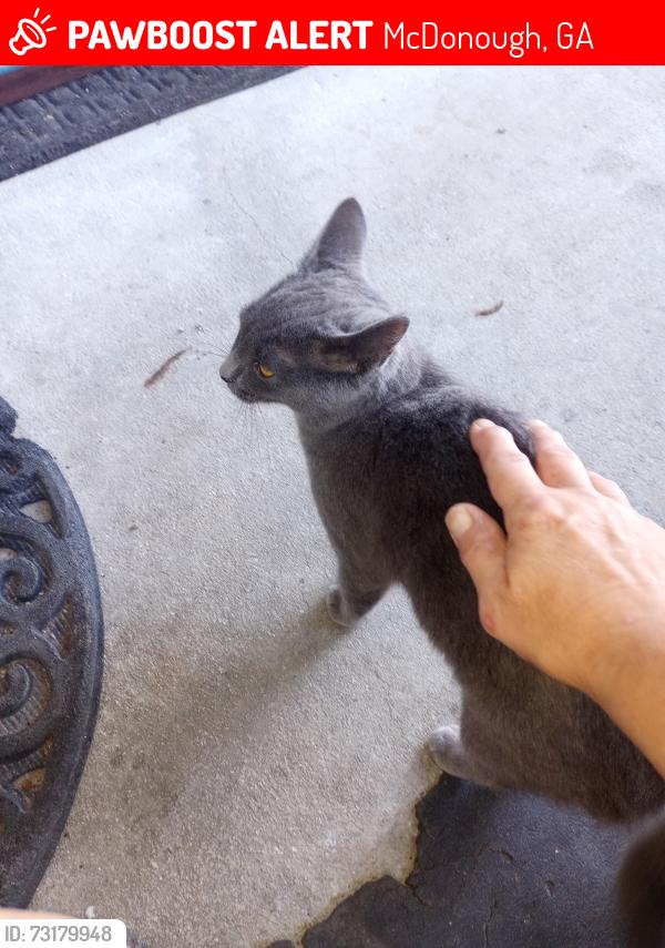 Lost Female Cat last seen Near Hampton Dr BB, McDonough, GA 30253