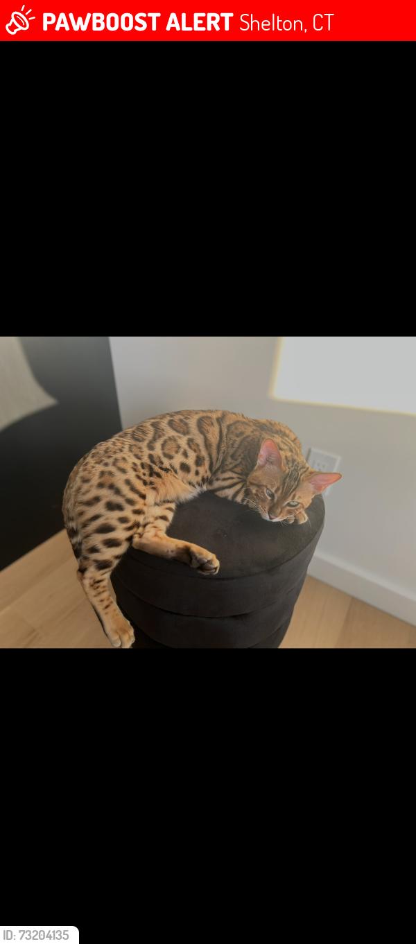 Lost Male Cat last seen Village drive (white hills) Shelton CT, Shelton, CT 06484