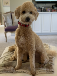 Reunited Male Dog last seen Airport Rd SE City Lake, Dalton, GA 30721