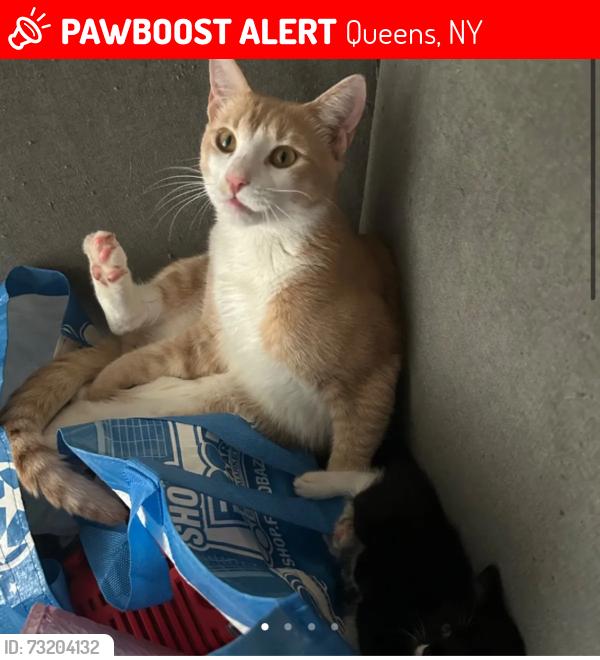 Lost Male Cat last seen Queensboro College & 56th ave, Queens, NY 11364