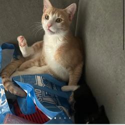 Lost Male Cat last seen Queensboro College & 56th ave, Queens, NY 11364