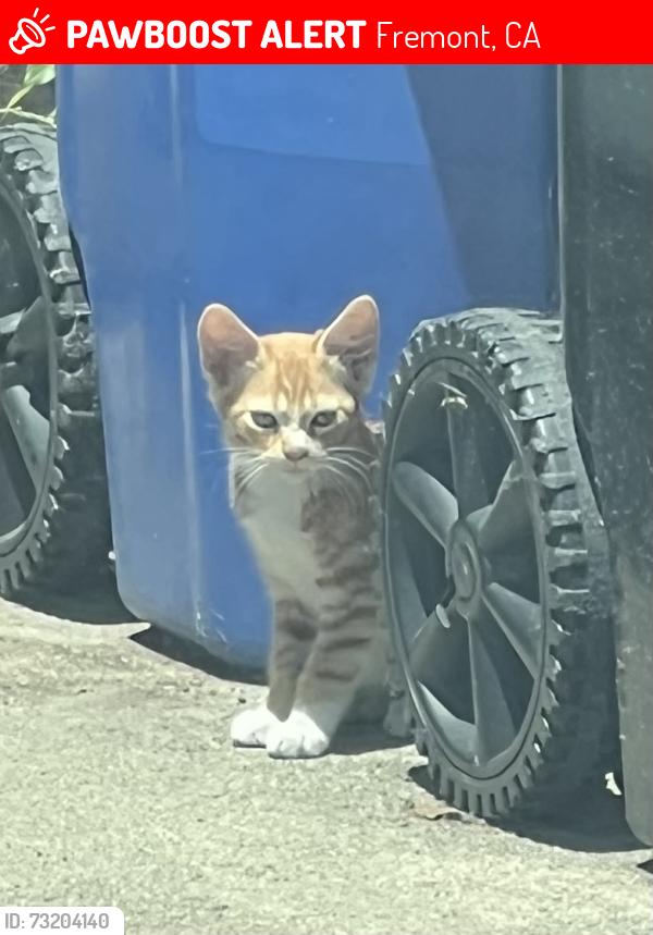 Lost Unknown Cat last seen Sundale dr, Fremont, CA 94538