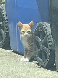 Lost Unknown Cat last seen Sundale dr, Fremont, CA 94538