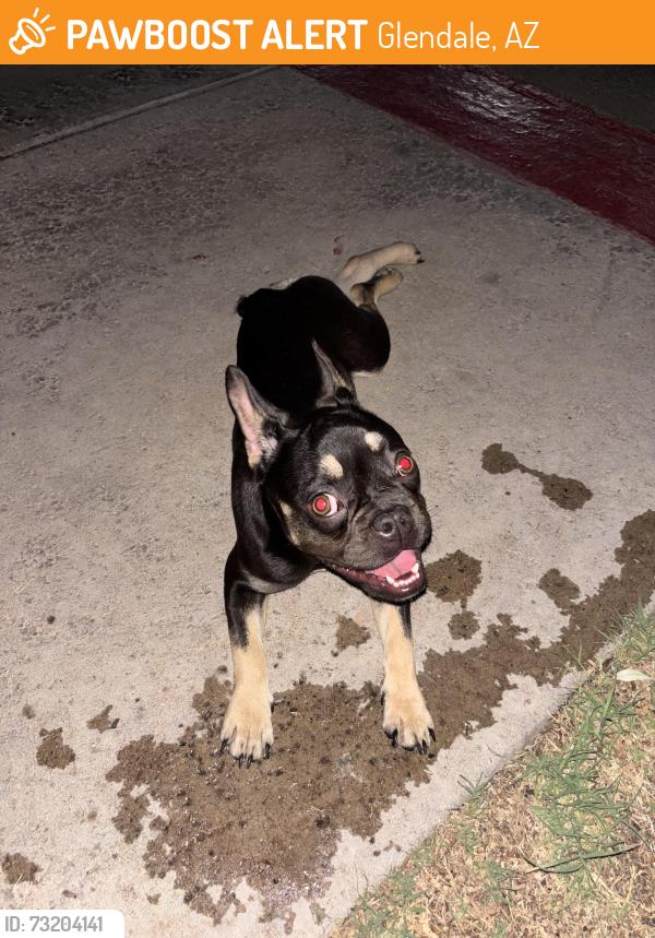 Found/Stray Female Dog last seen 52nd ave & thunderbird, Glendale, AZ 85306