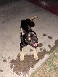Found/Stray Female Dog last seen 52nd ave & thunderbird, Glendale, AZ 85306