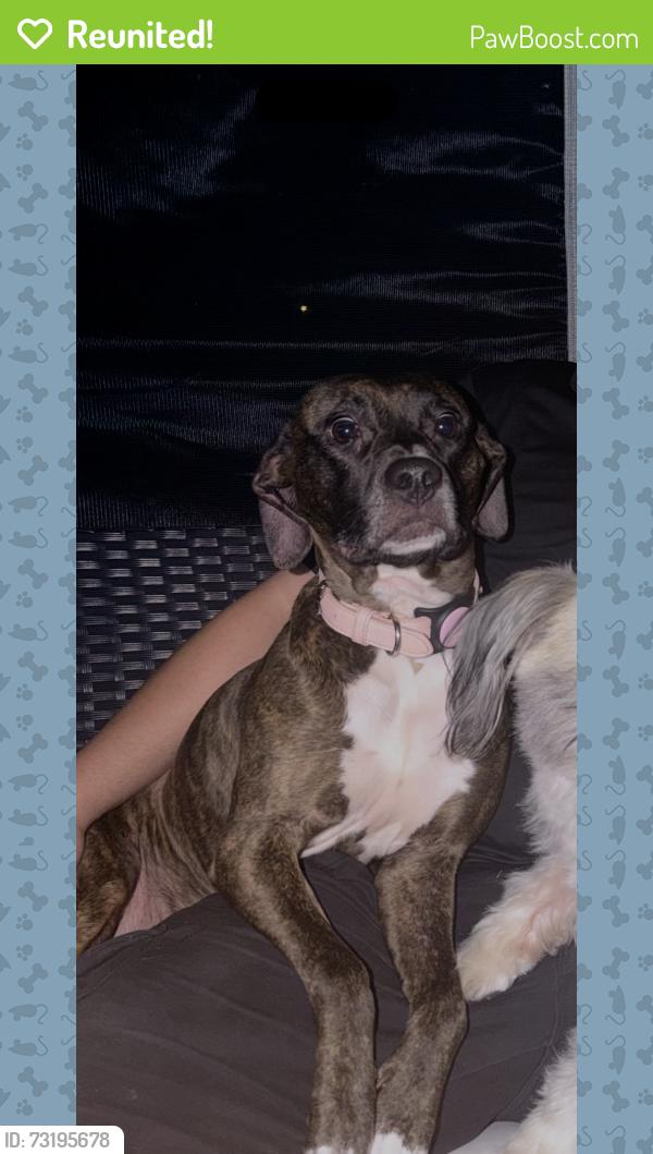 Reunited Female Dog last seen Lost around lowell rd Gastonia, Gastonia, NC 28054