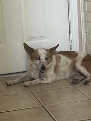 Found/Stray Male Dog last seen Unsure, Baytown, TX 77522