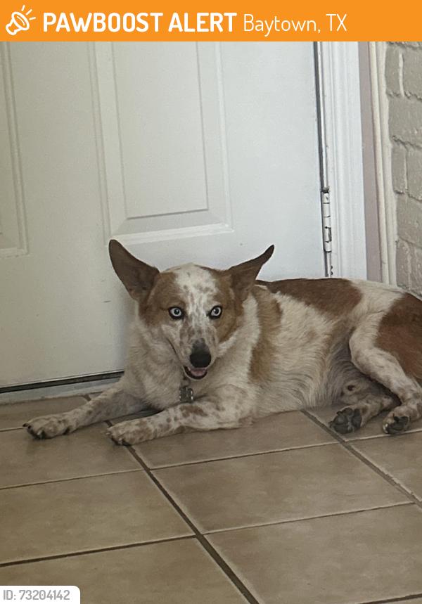 Found/Stray Male Dog last seen Unsure, Baytown, TX 77522