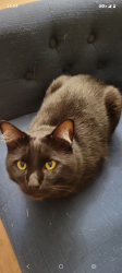 Reunited Male Cat last seen 7th Ave SE and Quince St SE, Olympia, WA 98501
