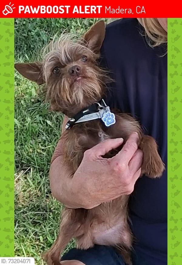 Lost Male Dog last seen KENSINGTON DR/ AVE 36 12 ABOUT 1 MILE Frm Liberty H.S.., Madera, CA 93637