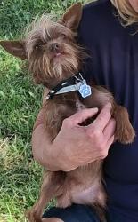 Lost Male Dog last seen KENSINGTON DR/ AVE 36 12 ABOUT 1 MILE Frm Liberty H.S.., Madera, CA 93637