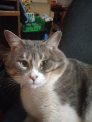 Lost Male Cat last seen Bellerose Composite, Lockhart Drive, Lacombe Park, Lodgepole inclusive playground, St. Albert, AB T8N 2R8