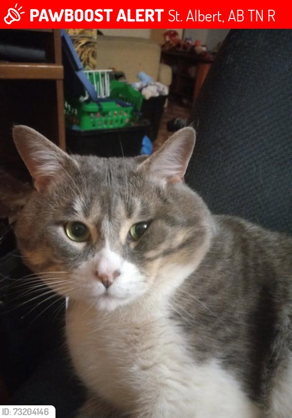 Lost Male Cat last seen Bellerose Composite, Lockhart Drive, Lacombe Park, Lodgepole inclusive playground, St. Albert, AB T8N 2R8
