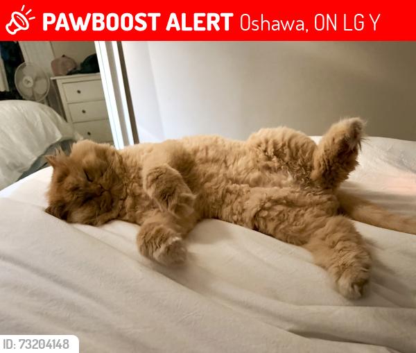 Lost Male Cat last seen Conlin and Ritson, Oshawa, ON L1G 7Y1