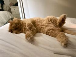 Lost Male Cat last seen Conlin and Ritson, Oshawa, ON L1G 7Y1