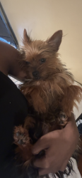 Lost Female Dog last seen Fairport and joann, Detroit, MI 48205