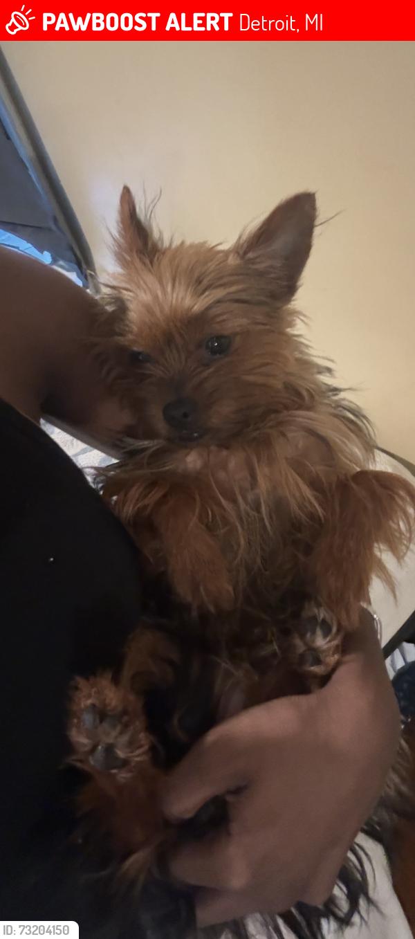 Lost Female Dog last seen Fairport and joann, Detroit, MI 48205