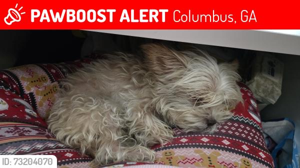 Lost Female Dog last seen Between 13th and 14th Ave on 18th street, Columbus, GA 31901