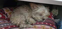 Lost Female Dog last seen Between 13th and 14th Ave on 18th street, Columbus, GA 31901