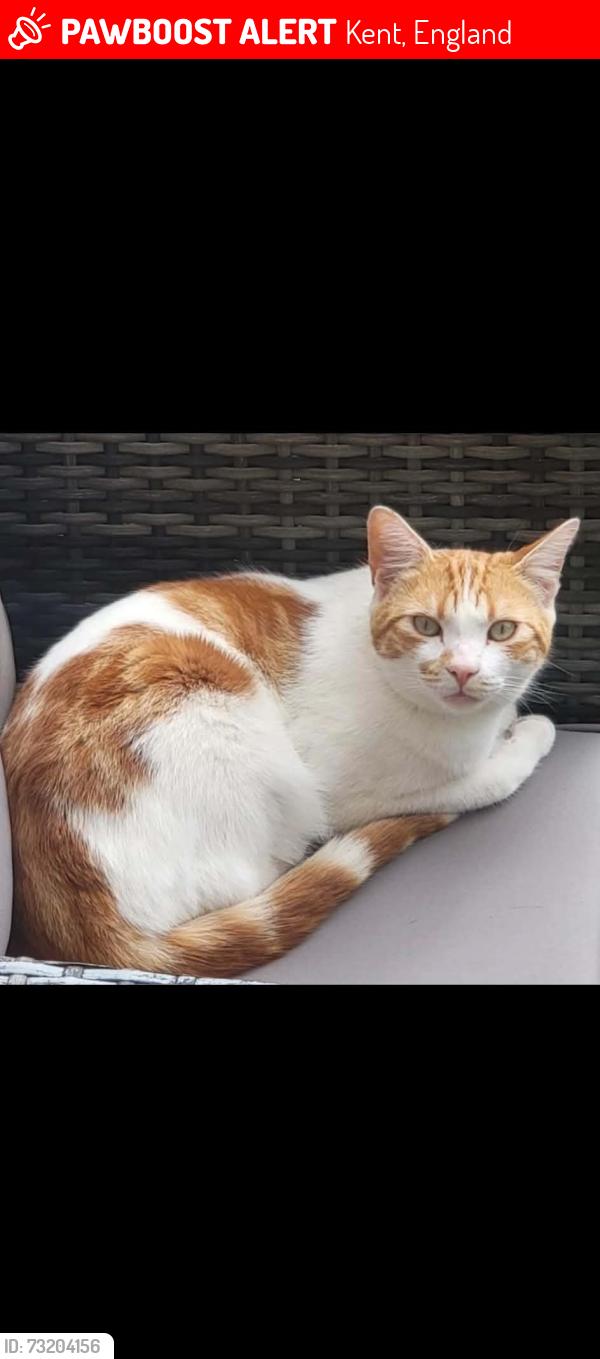 Lost Male Cat last seen Shornecliffe heights, Kent, England 