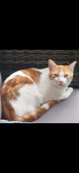 Lost Male Cat last seen Shornecliffe heights, Kent, England 
