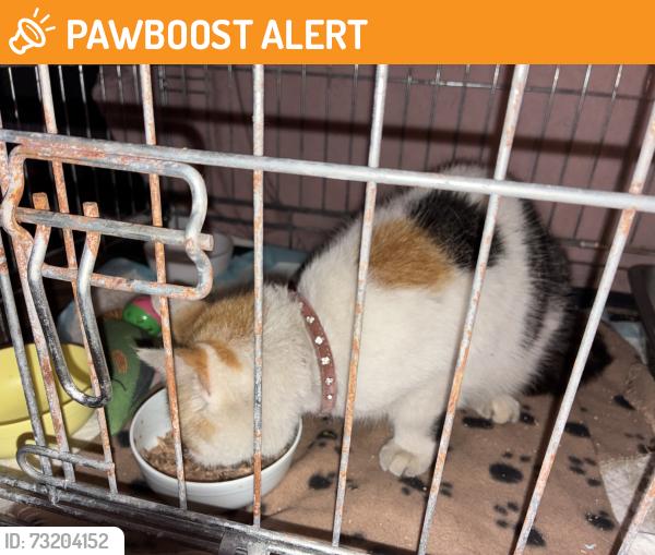 Found/Stray Unknown Cat last seen Torrington Park, Greater London, England N12 9PR