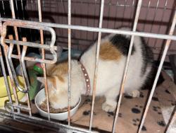 Found/Stray Unknown Cat last seen Torrington Park, Greater London, England N12 9PR