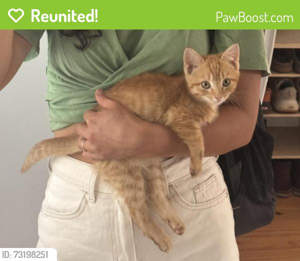 Reunited Female Cat last seen New cut rd with Motlow creek and maybe Sullen rd, Campobello, SC 29322