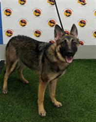 Shelter Stray Female Dog last seen GULF RD AND US 19, 19640 Dogpatch Ln, Land O' Lakes, FL 34638, USA