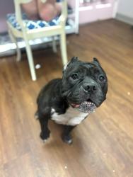 Shelter Stray Female Dog last seen RIDGE AND 19, 19640 Dogpatch Ln, Land O' Lakes, FL 34638, USA