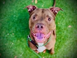 Shelter Stray Male Dog last seen , 2769 Conroy Rd, Orlando, FL 32839, USA